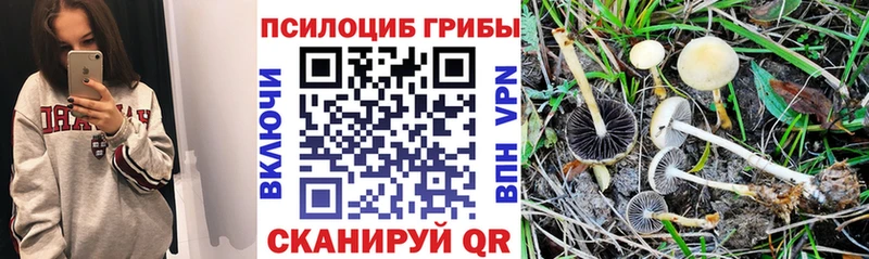 Псилоцибиновые грибы прущие грибы  купить наркоту  Павловск 